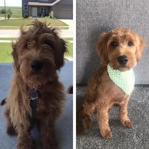 Short Goldendoodle Haircut Ideas: 30 Before and After Photos!