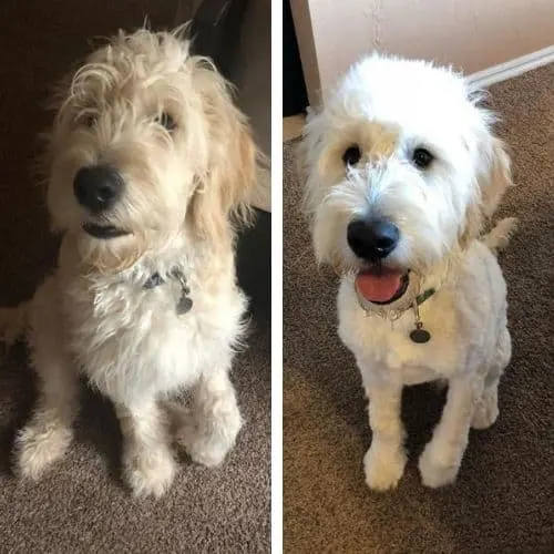 goldendoodle summer haircut ideas