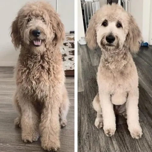 goldendoodle summer cut