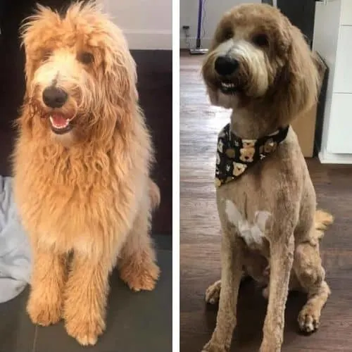 short goldendoodle cuts