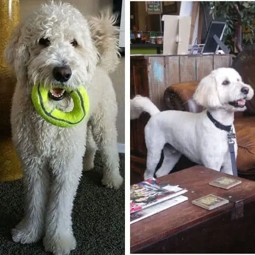 goldendoodle short haircuts