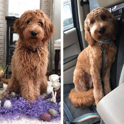 Short Goldendoodle Haircut Ideas 30 Before and After Photos!