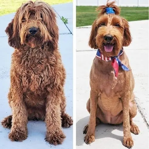 goldendoodle haircut ideas