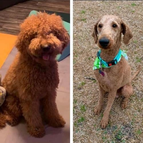 short haircuts for goldendoodles
