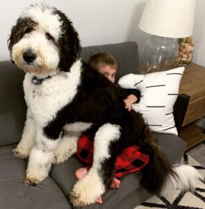 These 20 Hilarious Doodles Prove That “Lap Dog” Isn’t a Size, It’s a ...