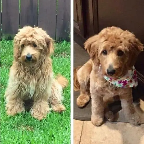 goldendoodle kennel cut