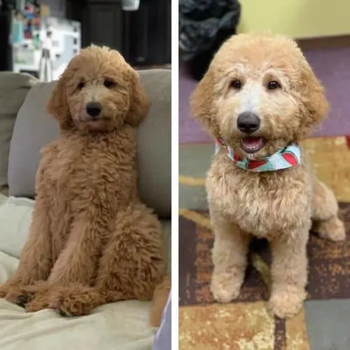 Mini store goldendoodle haircuts