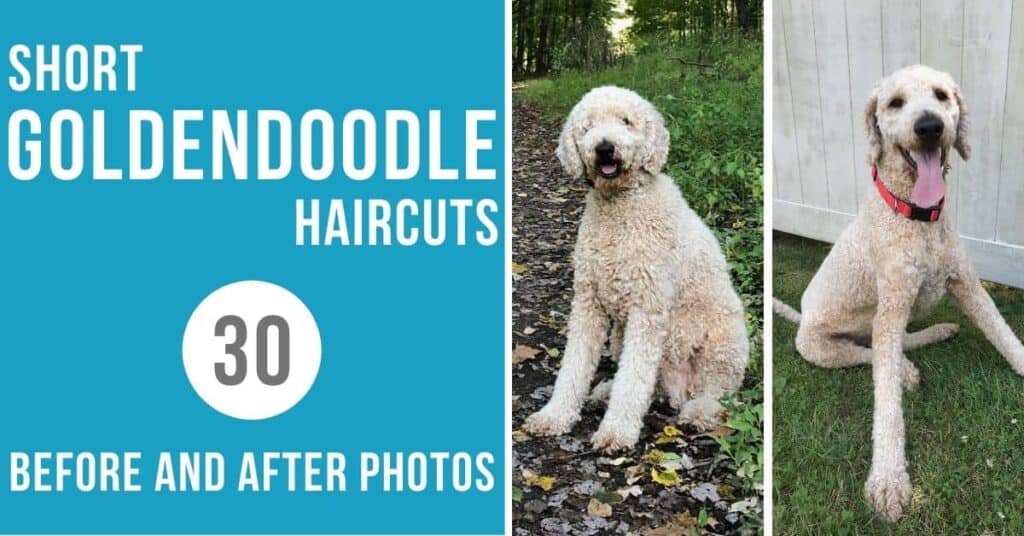 short goldendoodle haircut