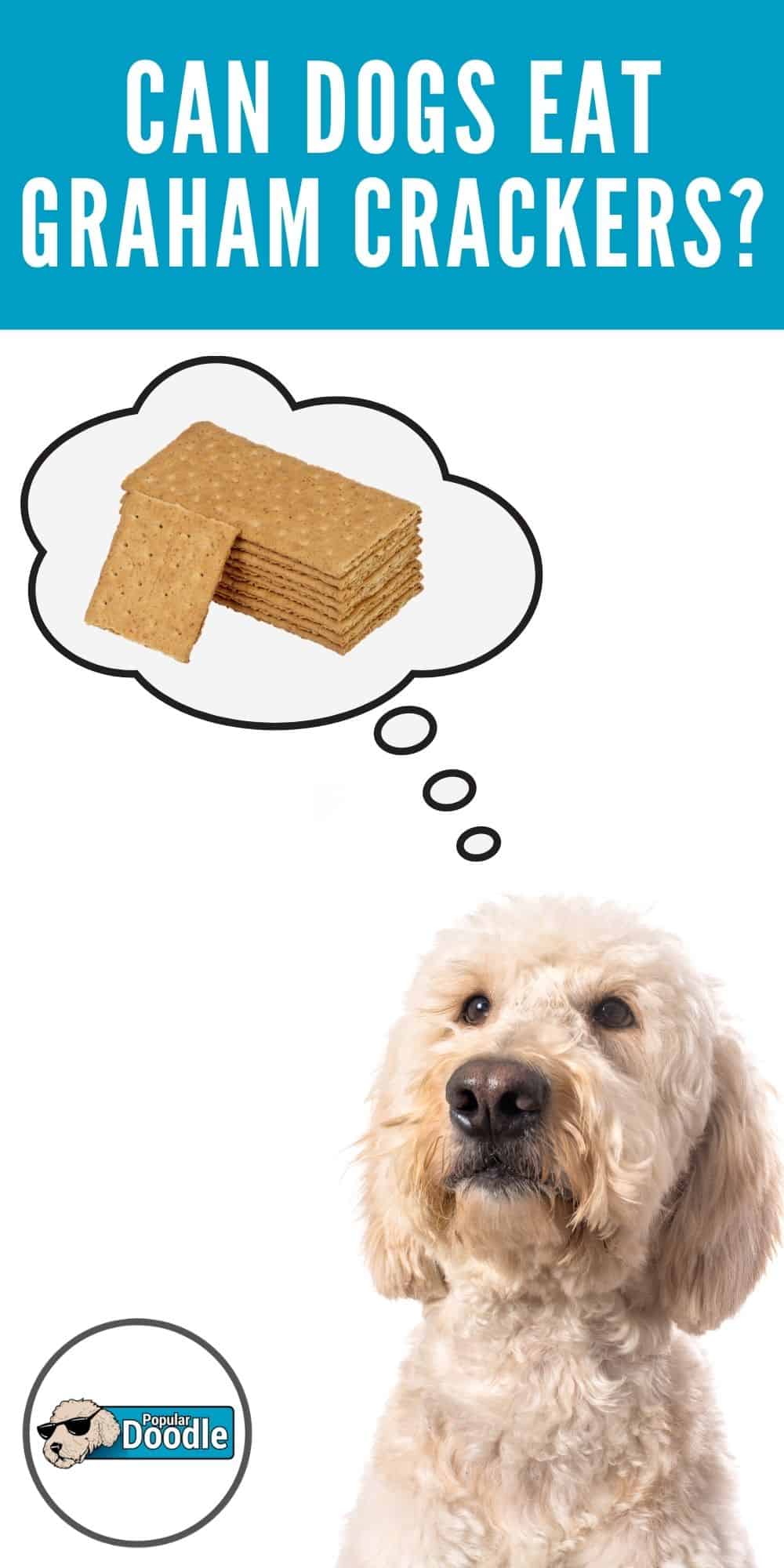 Can Dogs Eat Graham Crackers? Are Graham Crackers Bad for Dogs?