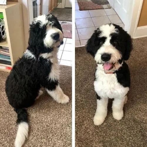 bernedoodle summer cuts