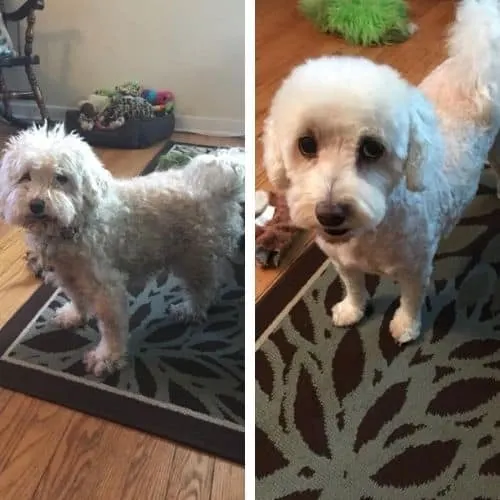 maltipoo summer haircut