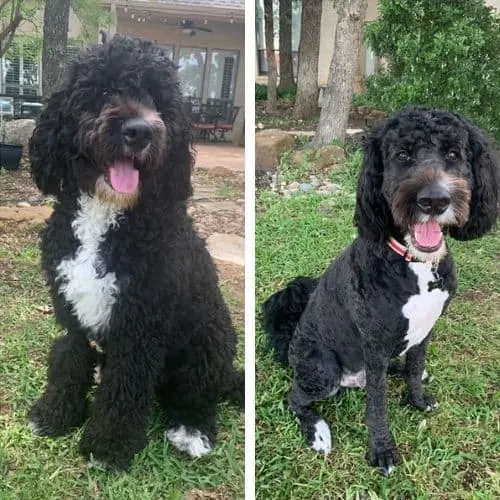 bernedoodle summer haircut