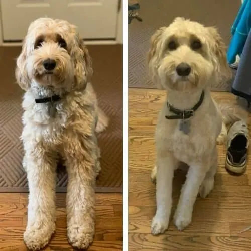 labradoodle summer cuts