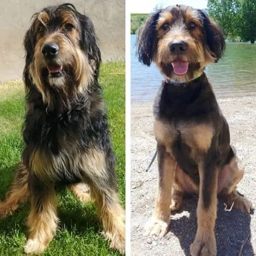 bernedoodle summer haircut ideas