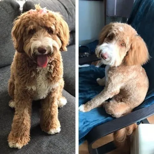 bernedoodle summer cut