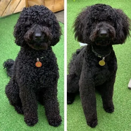 labradoodle summer haircut