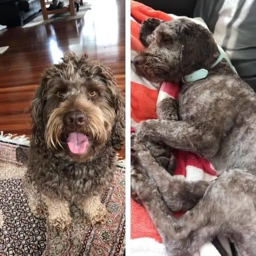 labradoodle summer haircut ideas