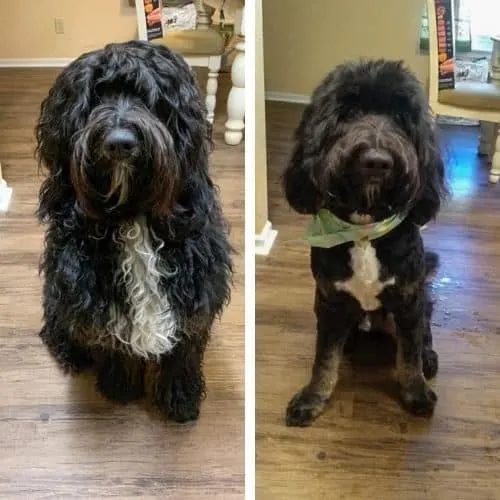 short bernedoodle haircut