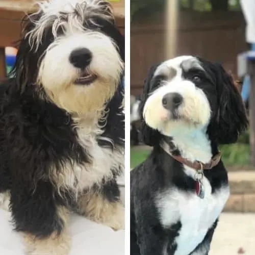 short bernedoodle cuts