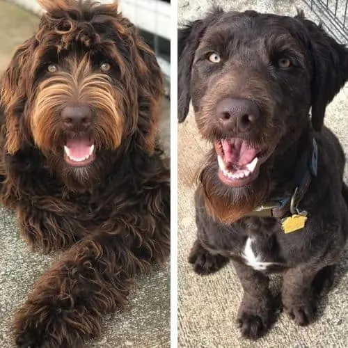 labradoodle summer cut