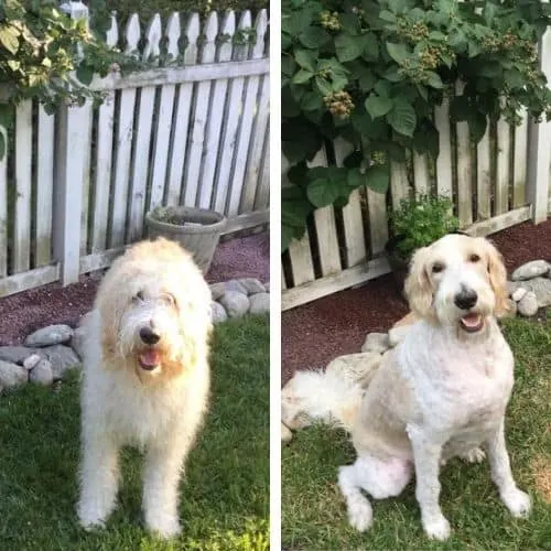 short labradoodle haircut