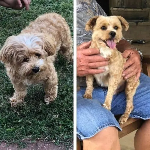 kennel cut maltipoo