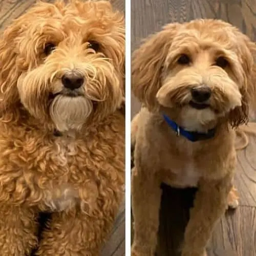 Short Labradoodle Haircut Ideas: 20 Before and After Photos!