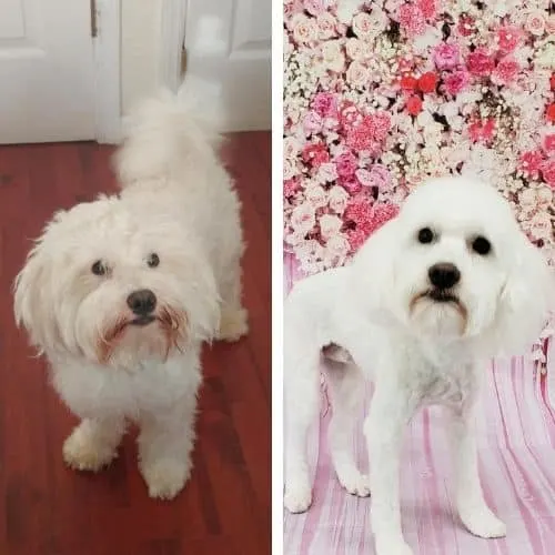 maltipoo haircuts before and after
