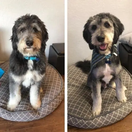 bernedoodle short haircuts