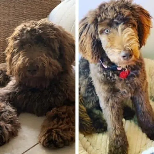 Short Labradoodle Haircut Ideas: 20 Before and After Photos!