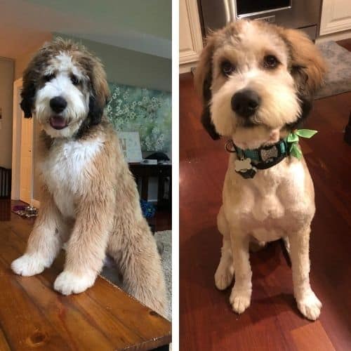 bernedoodle haircuts before and after