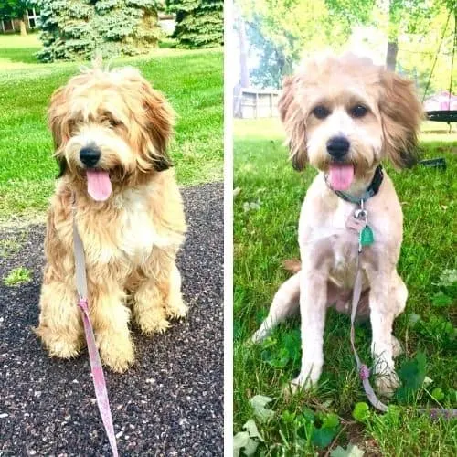 bernedoodle haircut ideas