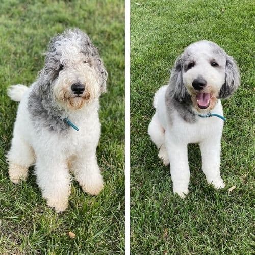 short haircuts for bernedoodles
