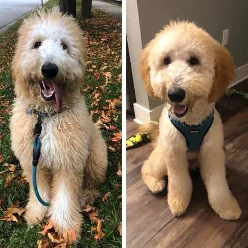 Labradoodle haircuts 2024 for summer