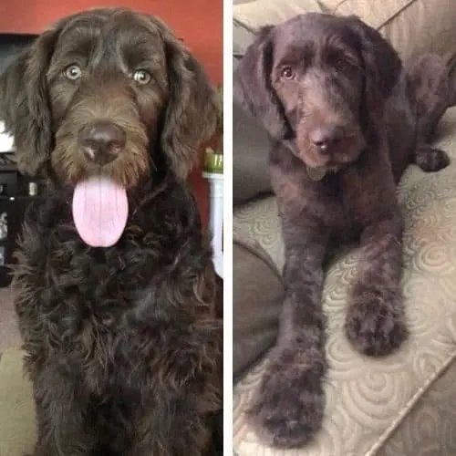 labradoodle haircuts before and after