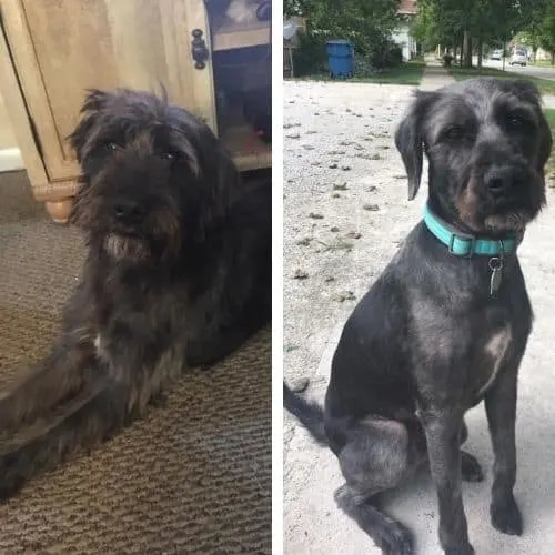 kennel cut labradoodle