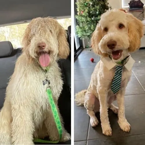 Cutting on sale labradoodle hair