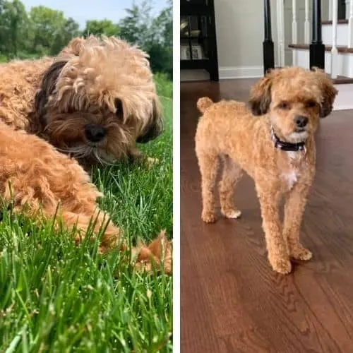 maltipoo kennel cut