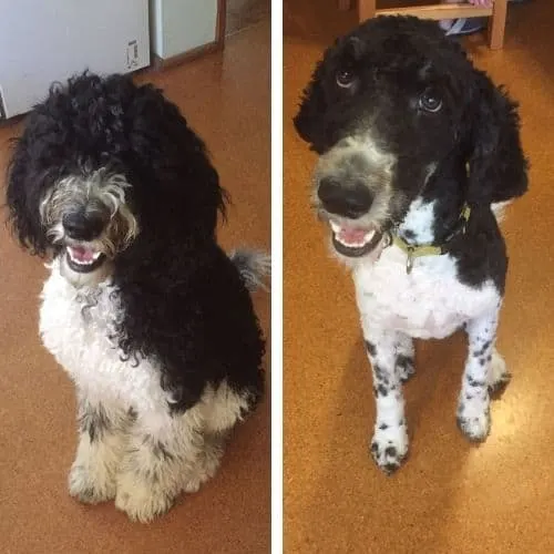 labradoodle kennel cut