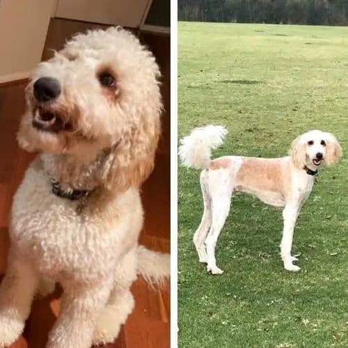 labradoodle haircut pictures