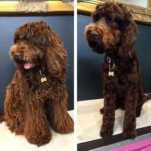 labradoodle haircut ideas