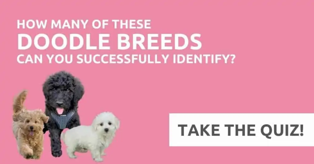Quiz: If You Can Tell These Doodle Breeds Apart, You’re a Dog Expert!
