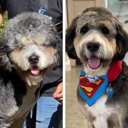 bernedoodle haircut pictures