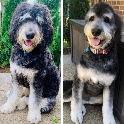 bernedoodle kennel cut