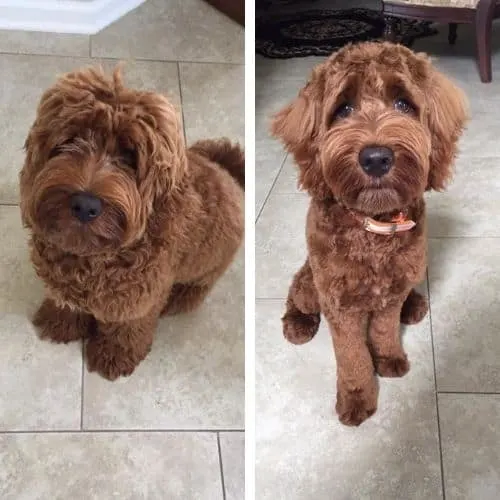 Labradoodle sales puppy cut