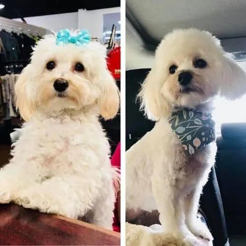 maltipoo summer cuts