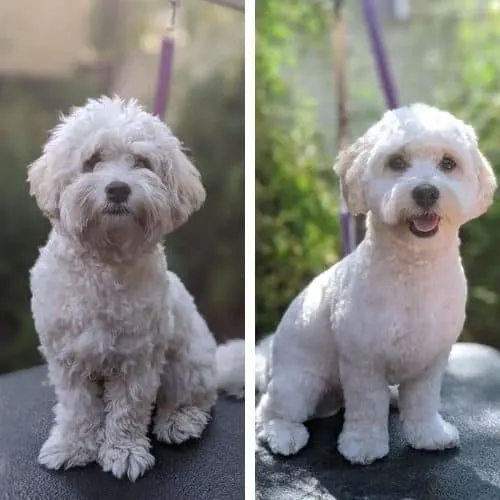 maltipoo haircut ideas