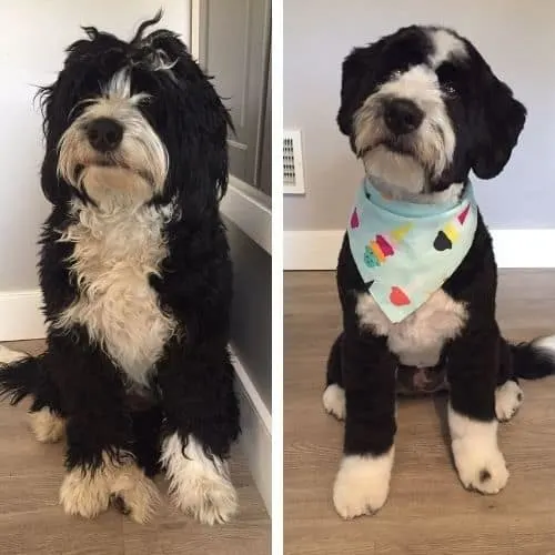 kennel cut bernedoodle