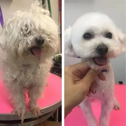 maltipoo summer haircut ideas