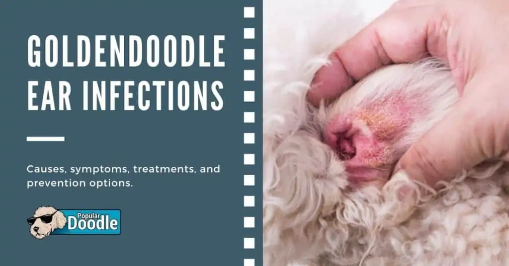 goldendoodle ear infection